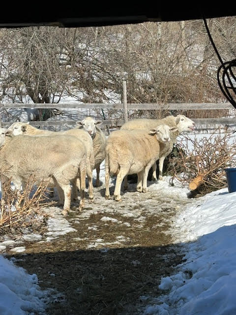 1031 Poors Mill Road Waldo, ME 04915 - Photo 46 of 56 unnamed (40)