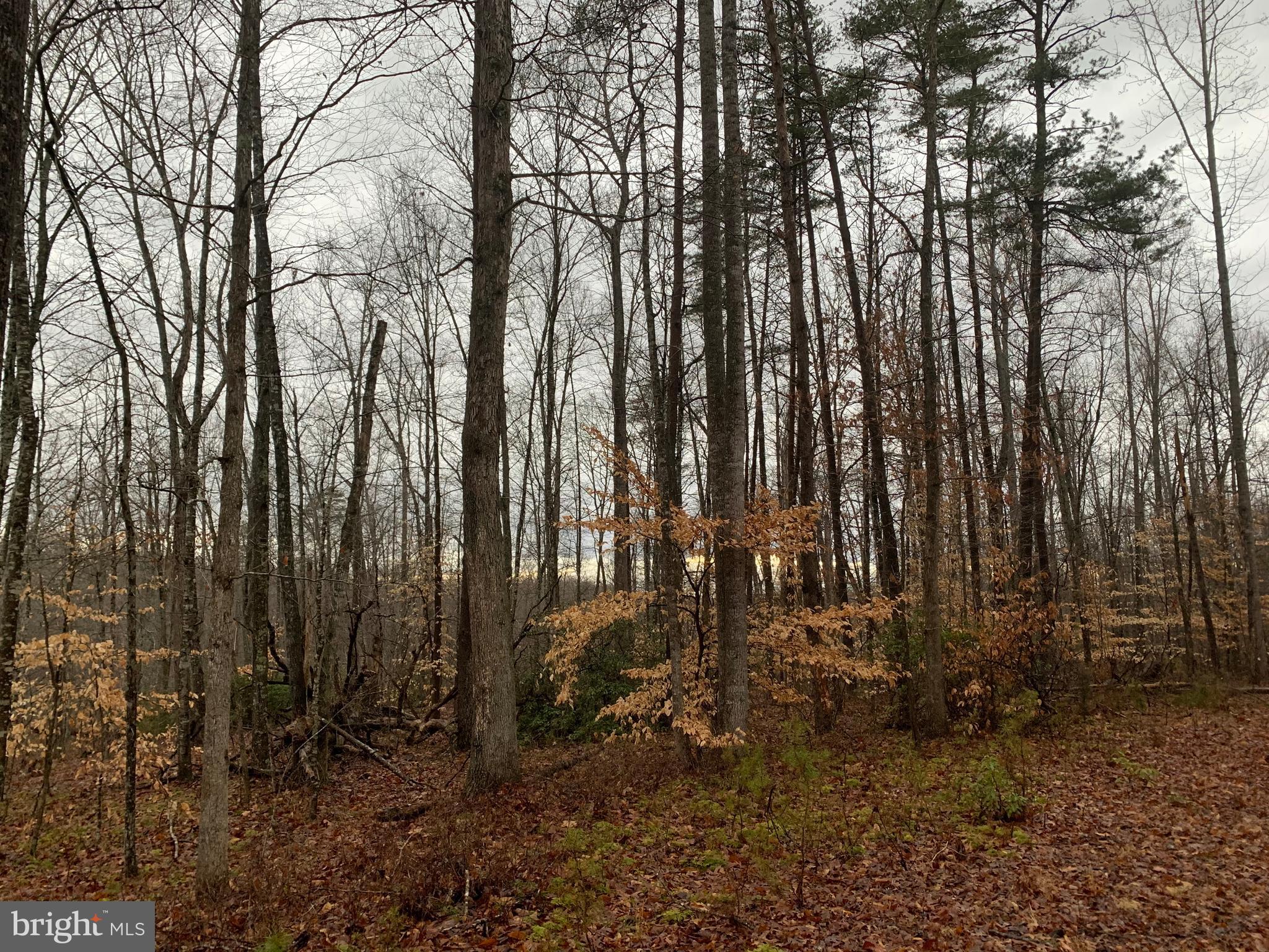 0 Waterloo Road Amissville, VA 20106 - Photo 3 of 5 wooded acreage