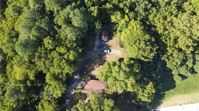 a view of a plant in a garden