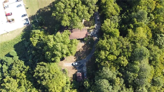 a plant with lots of bushes