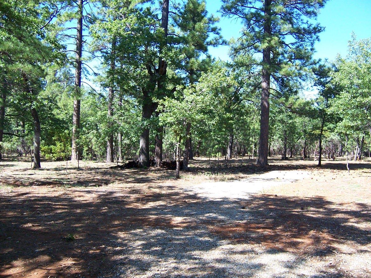 0 Blue Mountain Ranch Road Whitmore, CA 96096 - Photo 1 of 5 a view of a yard with large trees