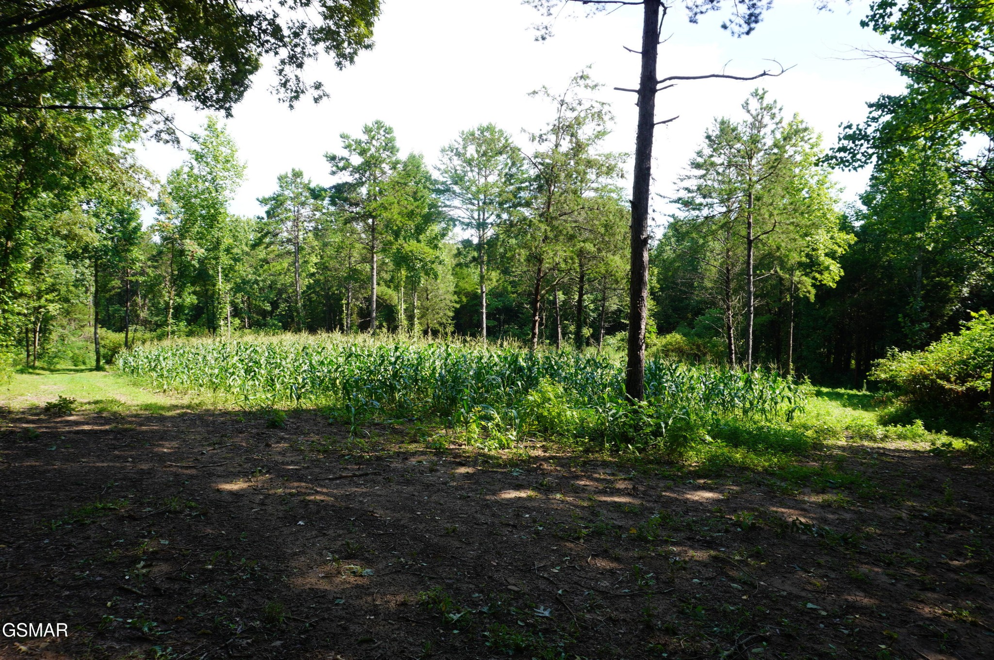 17 Pleasant View Cemetery Road New Market, TN 37820 - Photo 10 of 65 Gallery Image 10