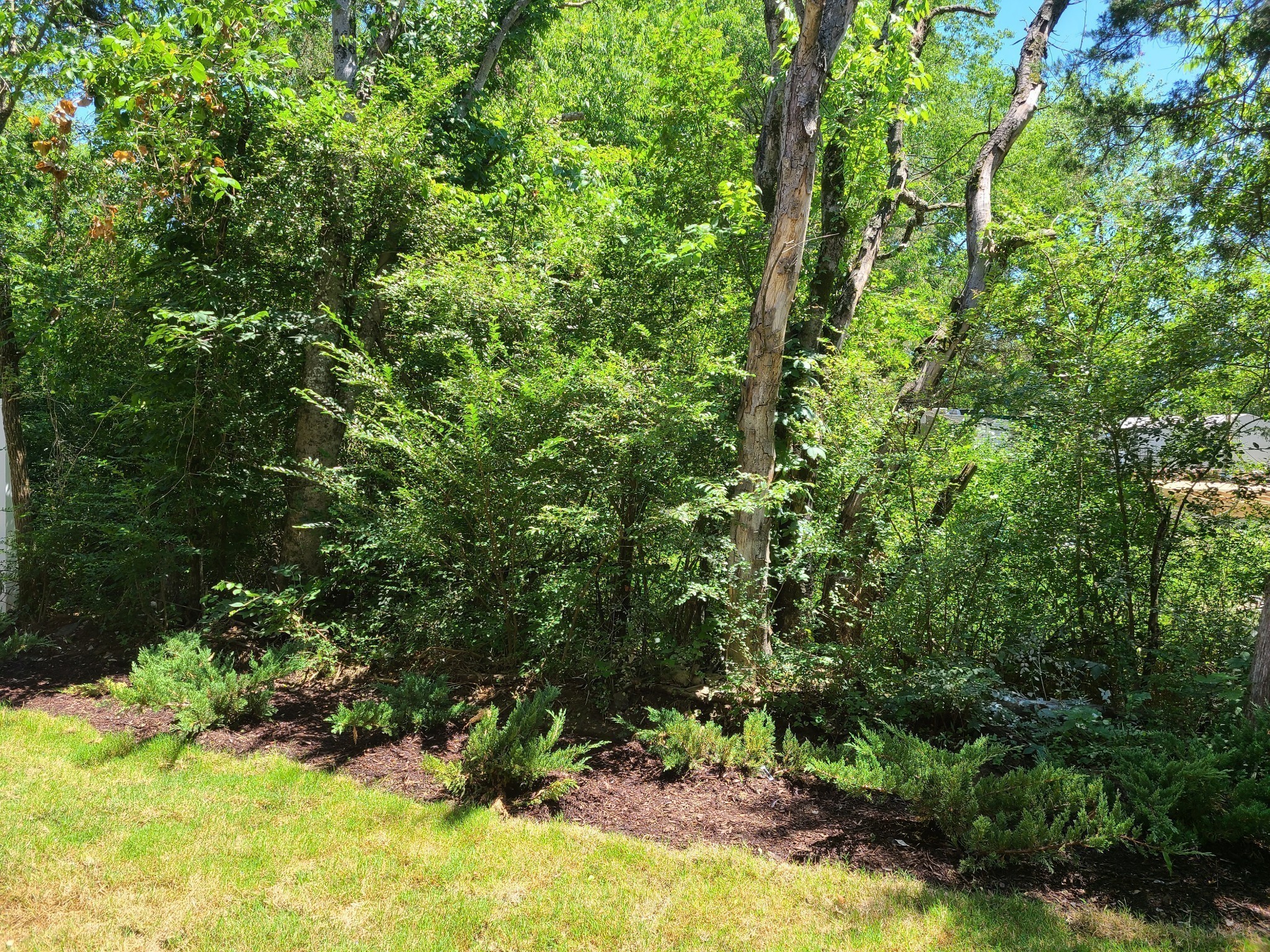 130 Cecil Road Lebanon, TN 37087 - Photo 24 of 46 a view of a lush green forest with lots of trees