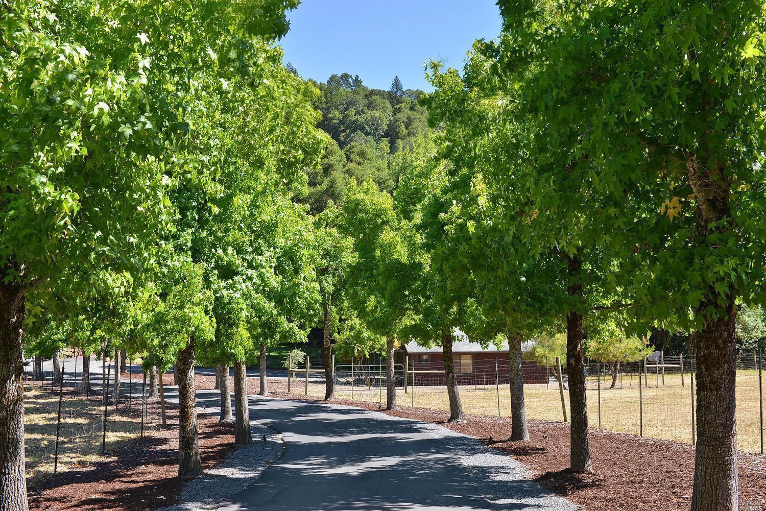 a view of a yard with plants and large trees