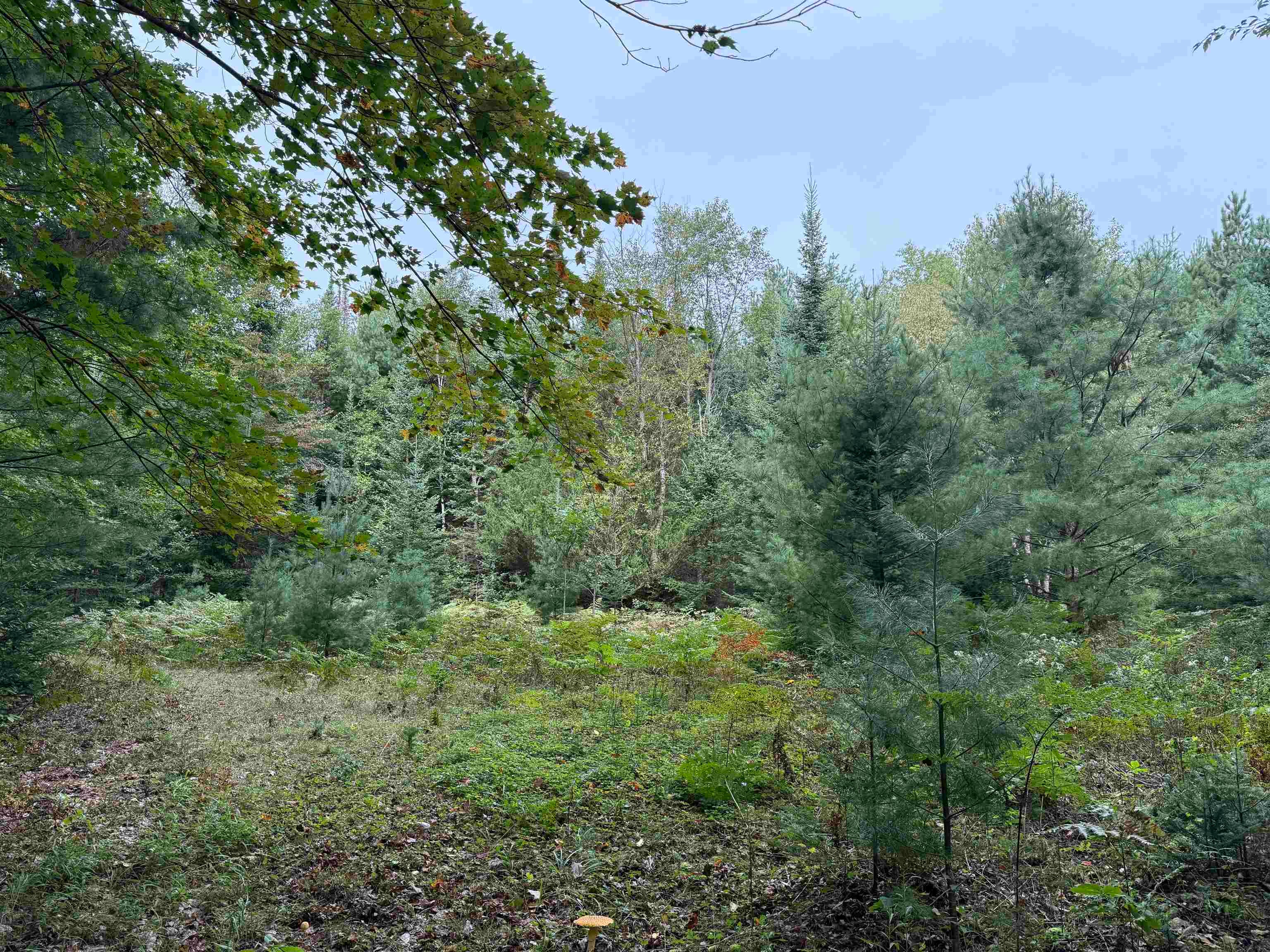 8 Laird Lake Road Hale, MI 48739 - Photo 7 of 17 Gallery Image 7