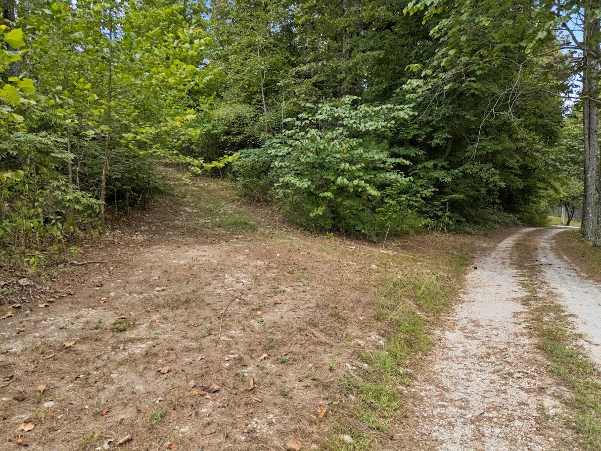 0 Trace Creek Road Hohenwald, TN 38462 - Photo 11 of 16 a view of a plants with trees in the background