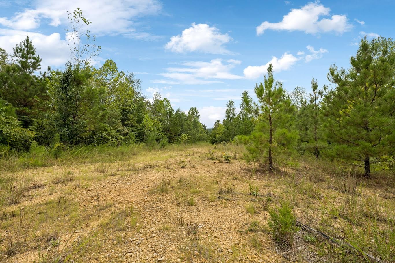 0 Trace Creek Road Hohenwald, TN 38462 - Photo 13 of 16 a view of a yard with an trees