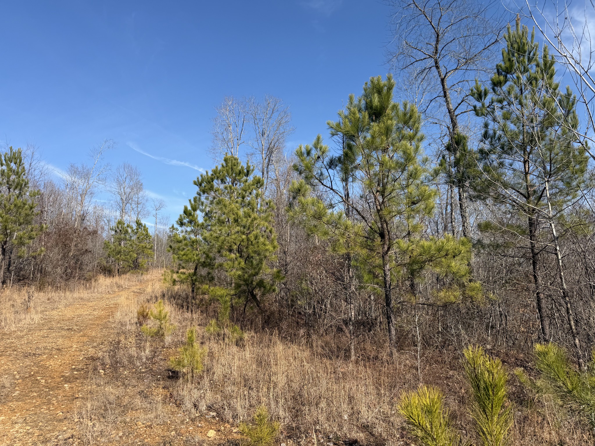 0 Trace Creek Road Hohenwald, TN 38462 - Photo 17 of 18 Gallery Image 17