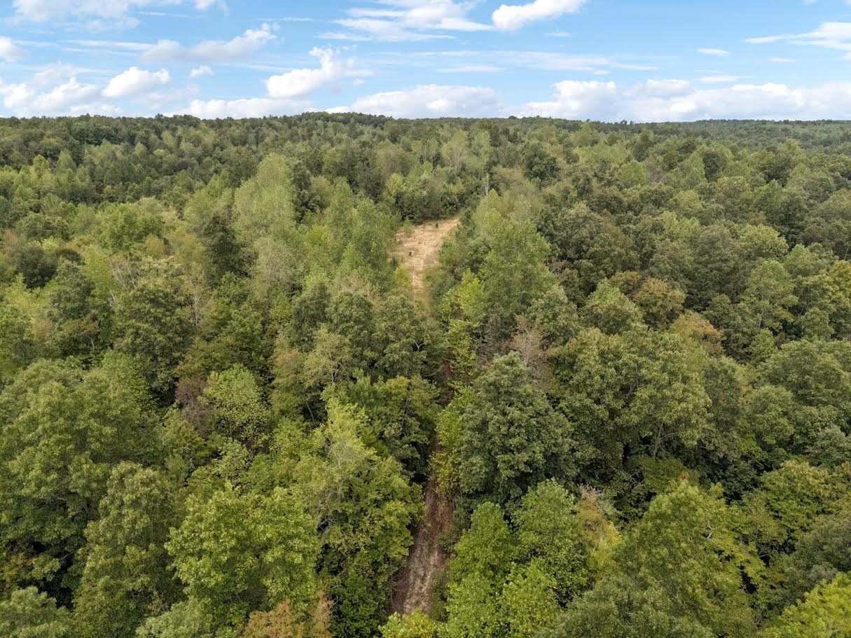 0 Trace Creek Road Hohenwald, TN 38462 - Photo 4 of 16 a view of a yard with a street