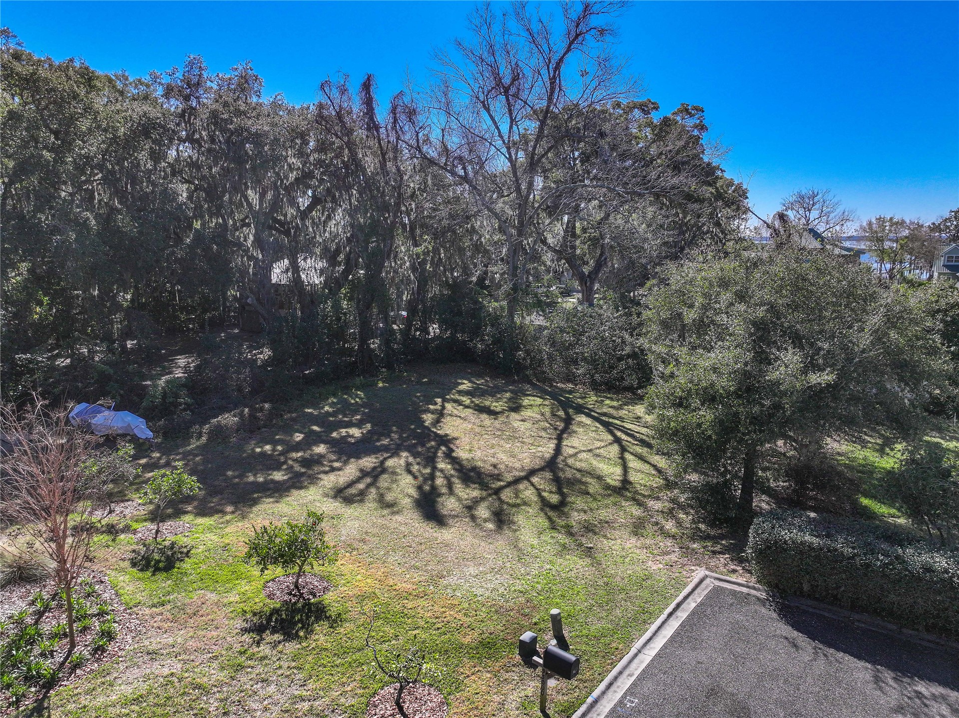 95003 Manucy Pointe Drive Fernandina Beach, FL 32034 - Photo 11 of 29 a view of a tree in a yard