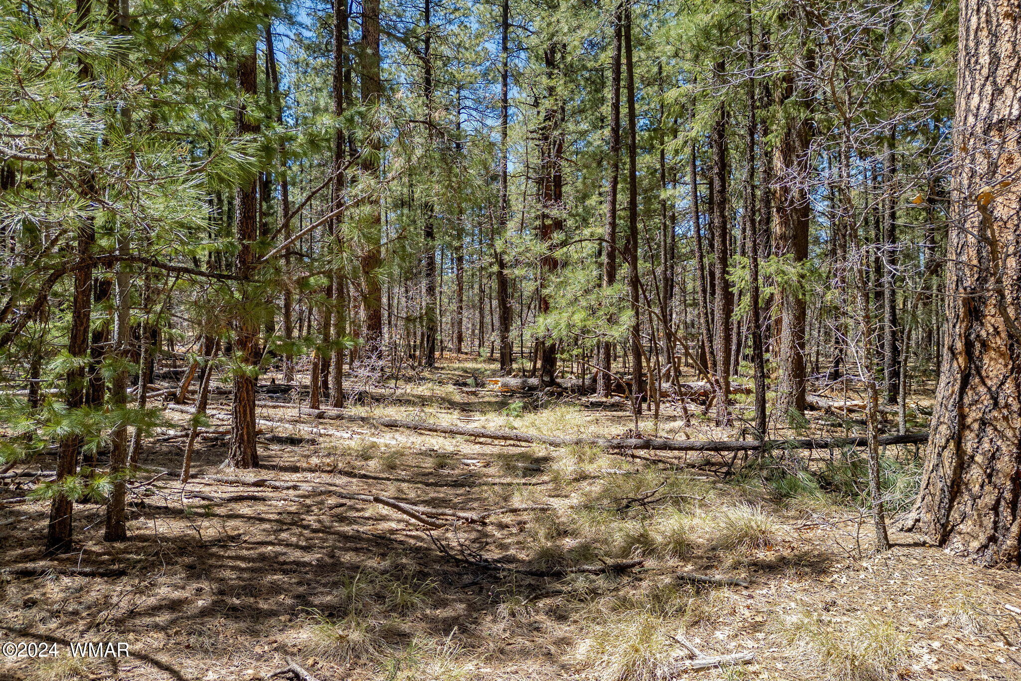 14 County Road 2134 Alpine, AZ 85920 - Photo 17 of 20 a view of a yard with trees