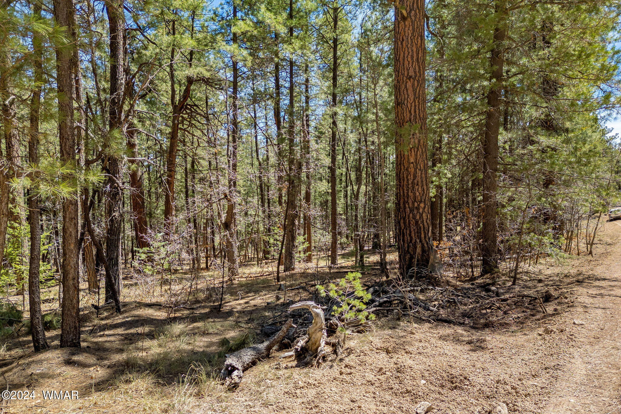 14 County Road 2134 Alpine, AZ 85920 - Photo 3 of 20 a view of outdoor space with lots of trees