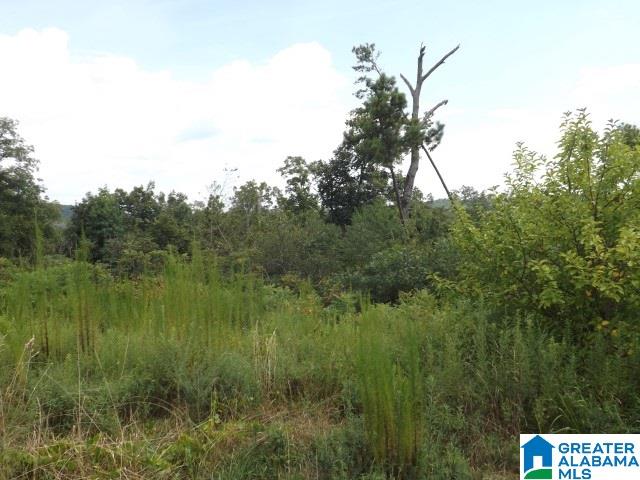 0 Shoal Creek Road Ashville, AL 35953 - Photo 10 of 25