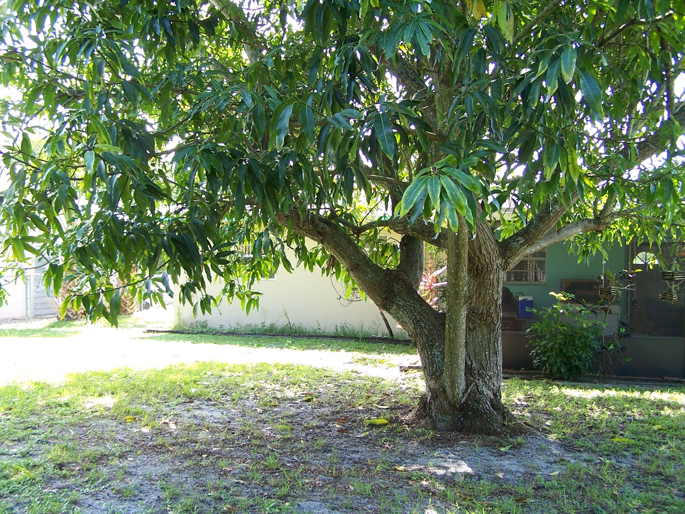 707 Southeast Alamanda Way Stuart, FL 34996 - Photo 10 of 31 100_3435