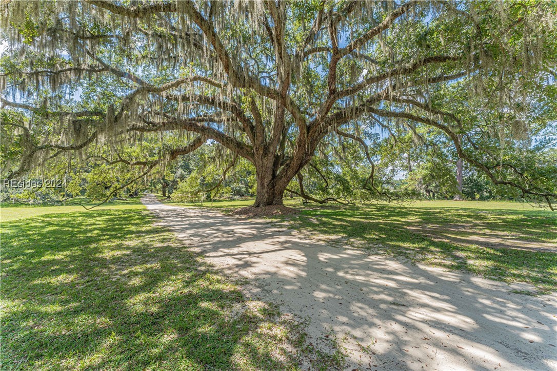 92 Dean Hall Road Seabrook, SC 29940 - Photo 62 of 99 Specimen Live Oak grove
