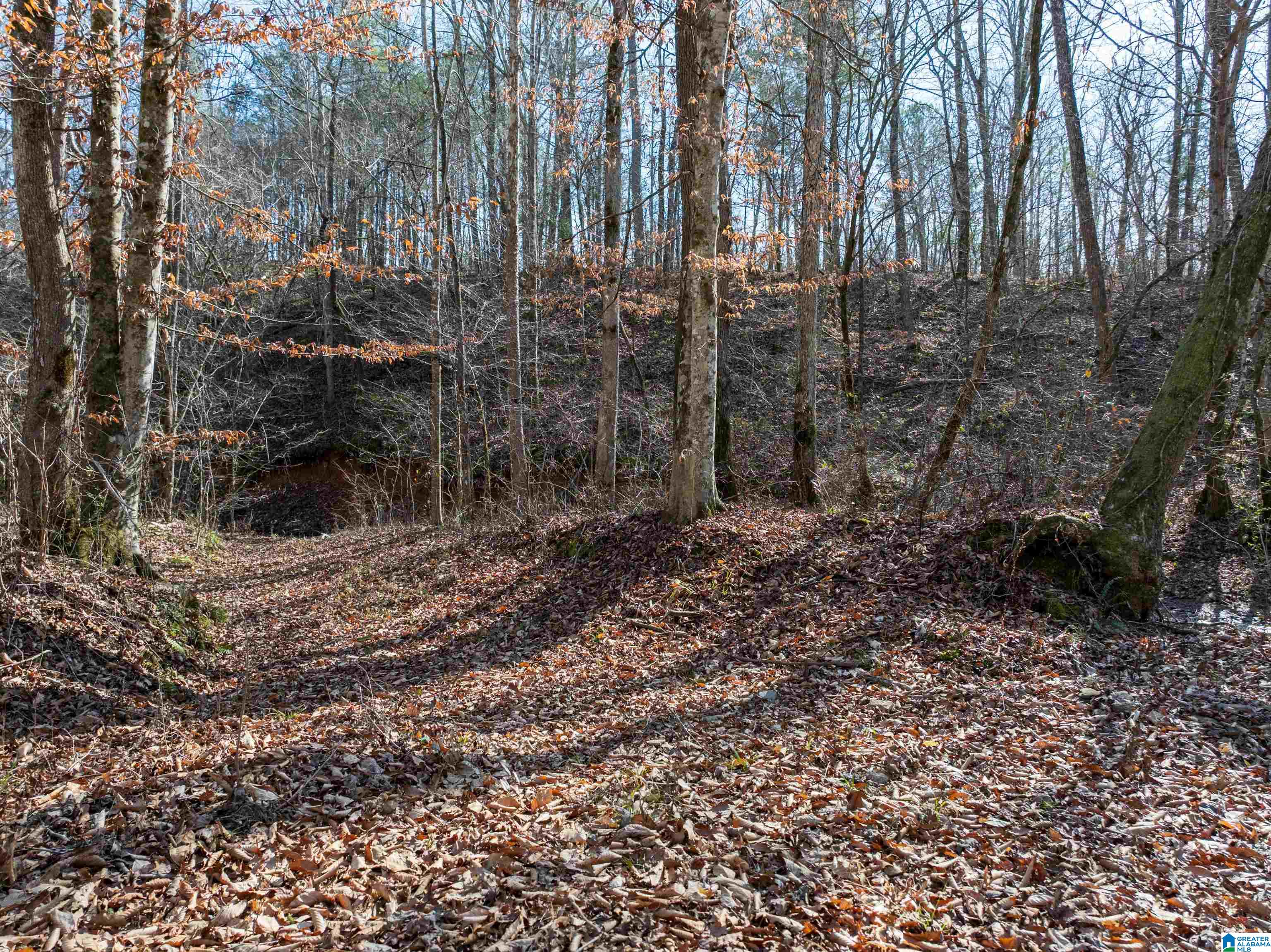 0 Red Hill Road, Unit 15 Oakman, AL 35579 - Photo 6 of 14