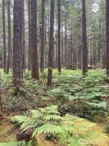 a fire hydrant in the middle of a forest