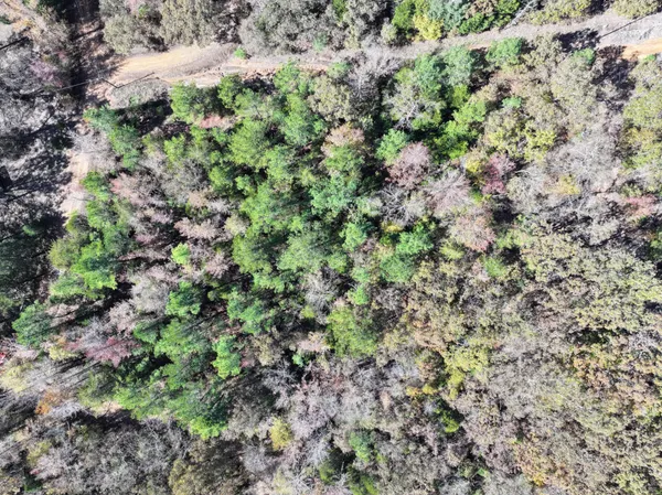 a view of a forest with a tree