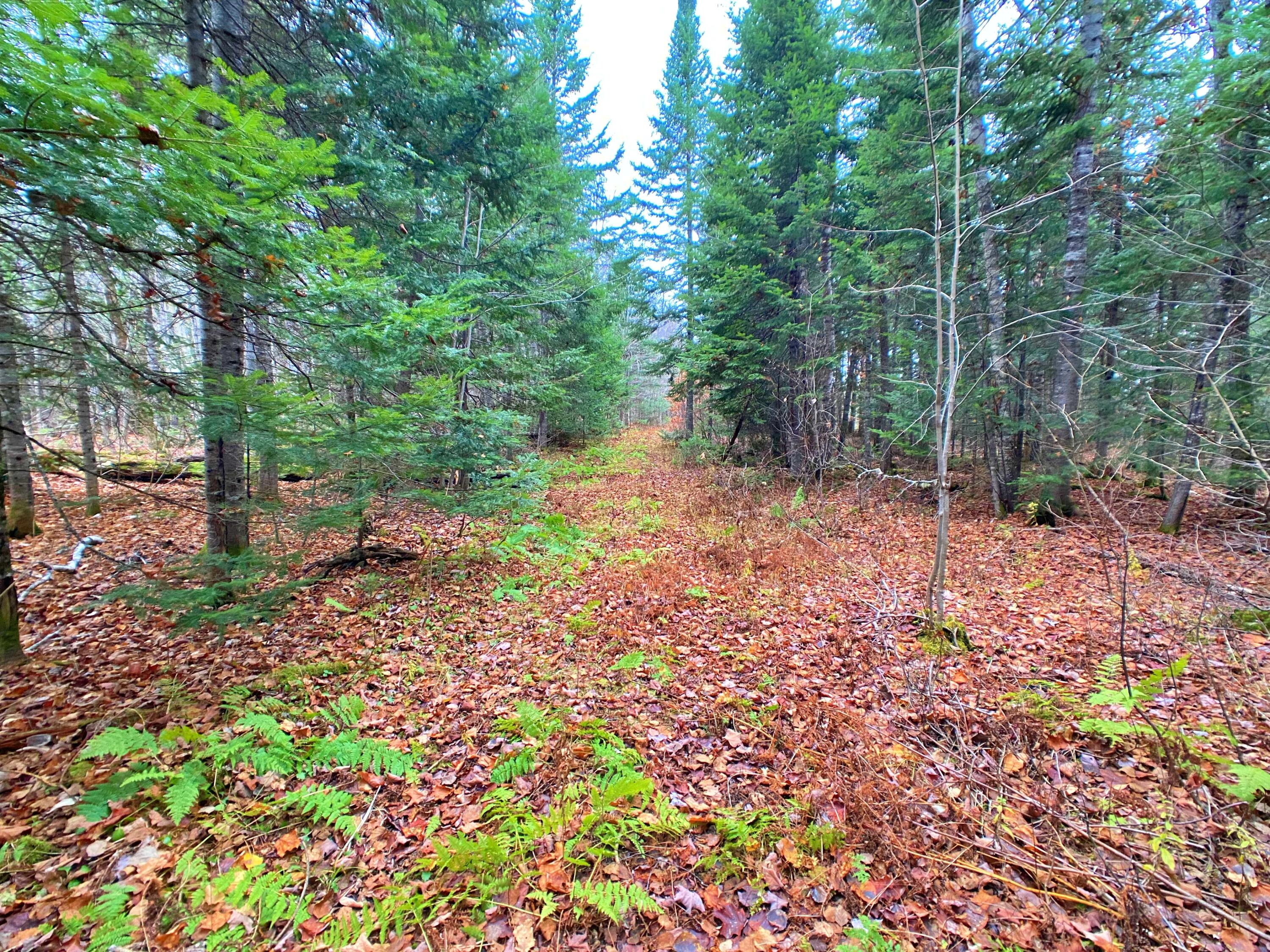 7 Garfield Road Ashland, ME 04732 - Photo 3 of 9 StolzeIMG_9094