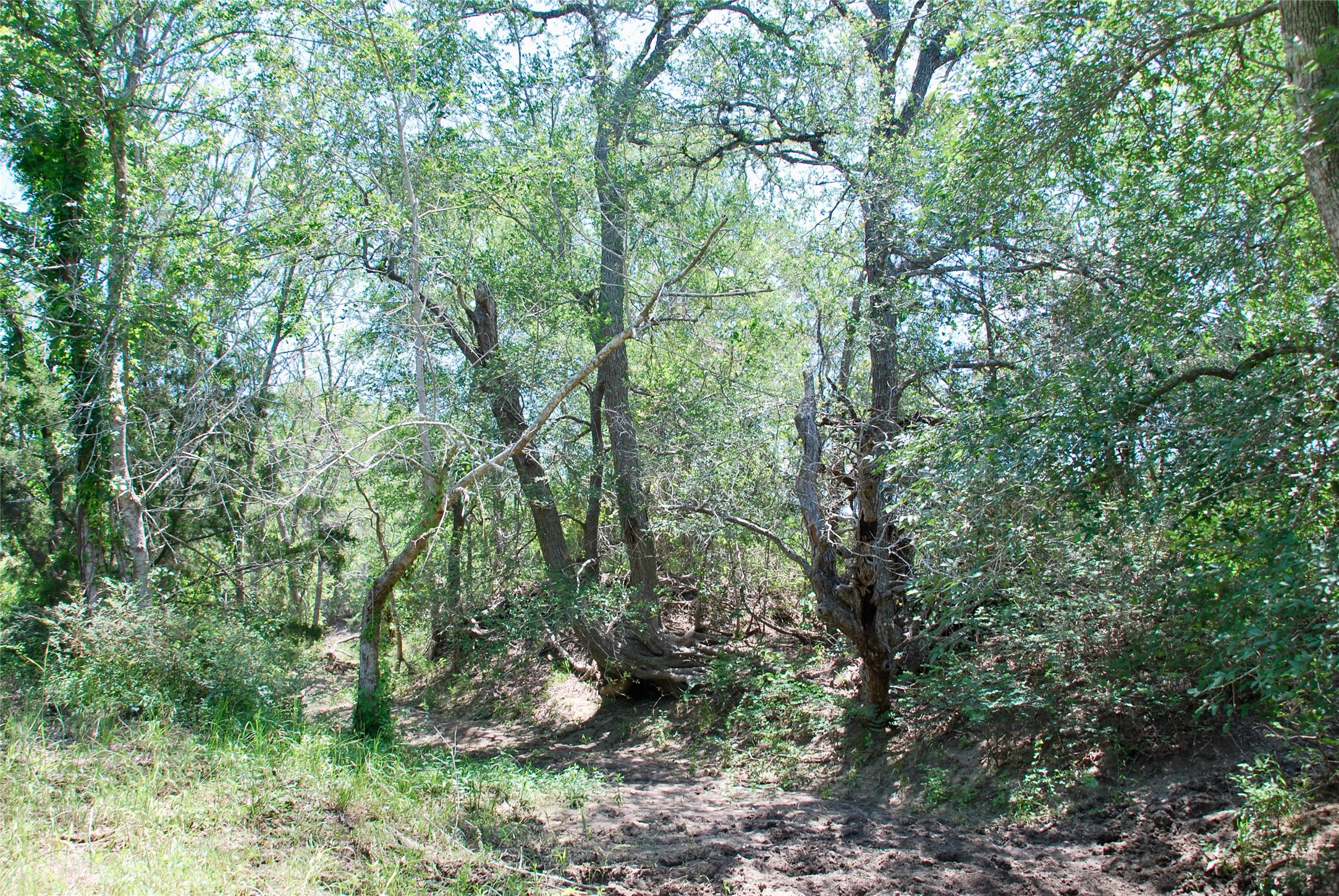 3703 Muehr Road Weimar, TX 78962 - Photo 13 of 29