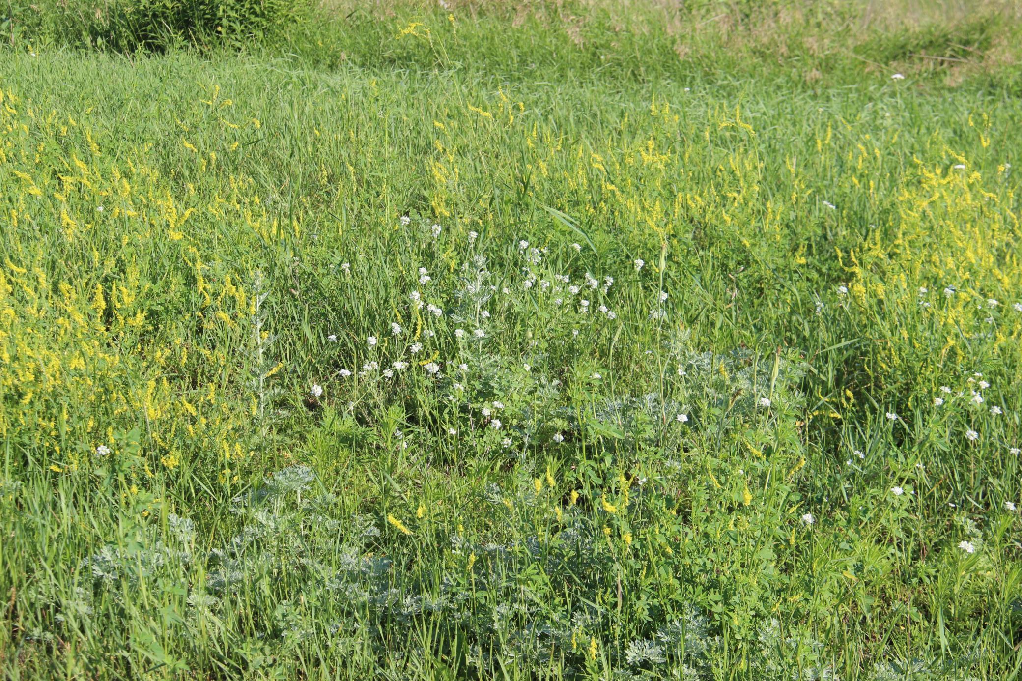 Tbd Norwegian Road Vining, MN 56588 - Photo 3 of 5