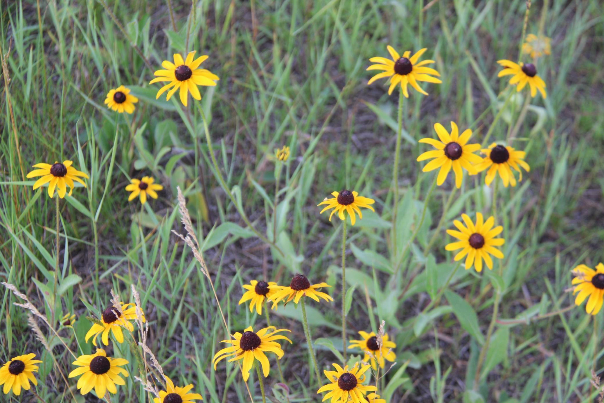 Tbd Norwegian Road Vining, MN 56588 - Photo 4 of 5