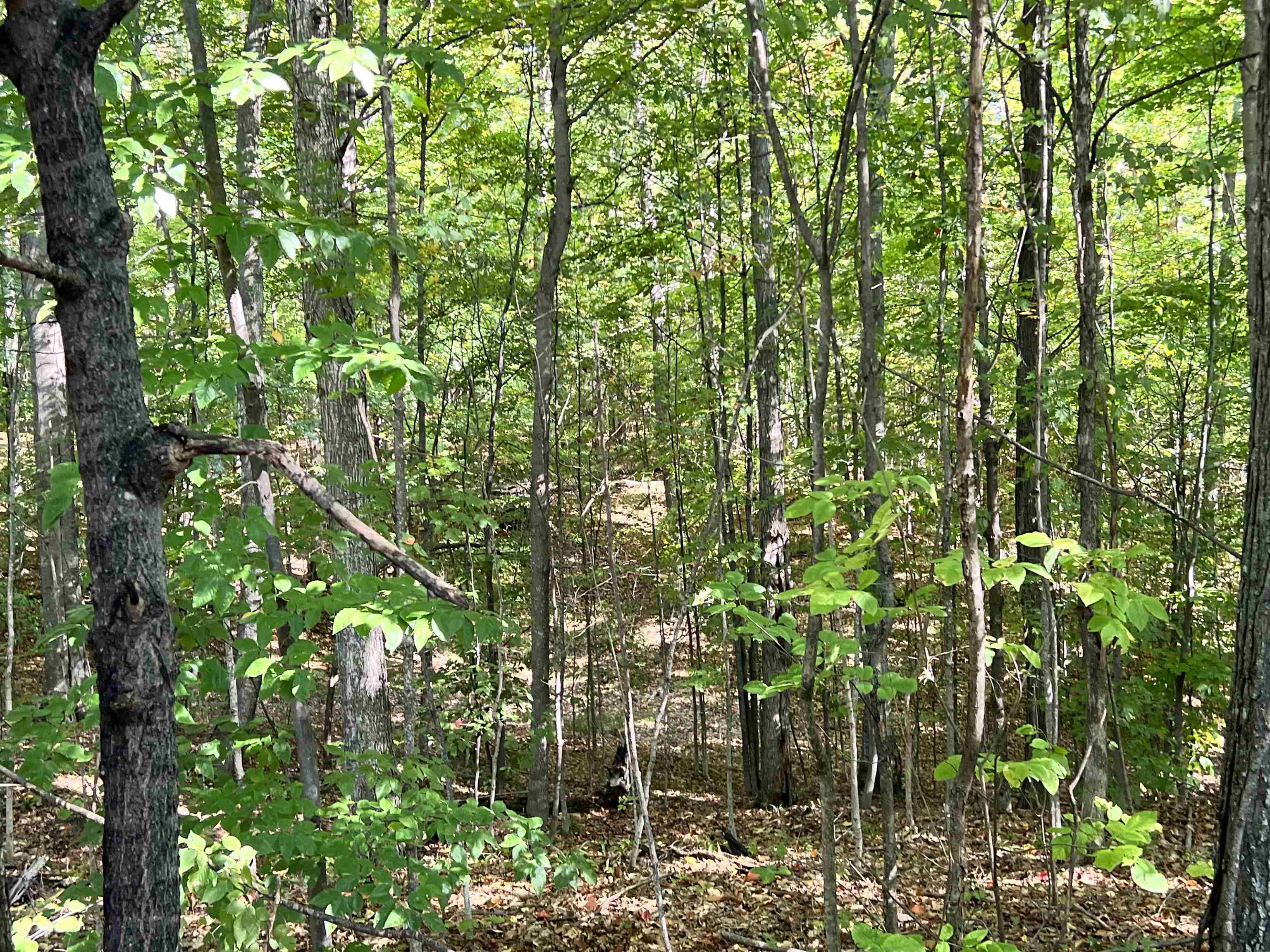 9188 Ruttan Road Northwest, Unit LOT: 9&10 Alden, MI 49612 - Photo 23 of 29