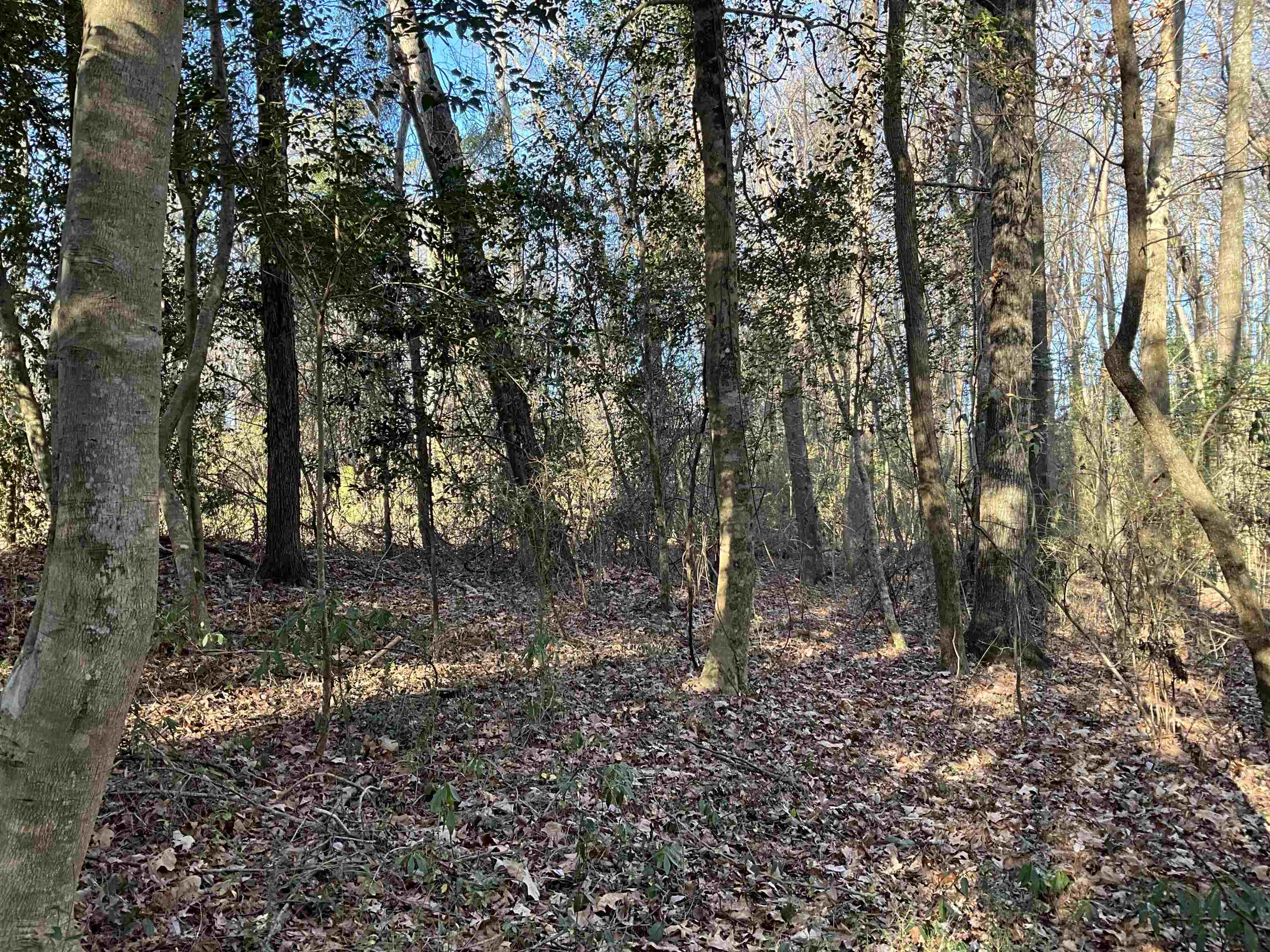 4335 Watermill Road Mullins, SC 29574 - Photo 6 of 6 View of undeveloped land