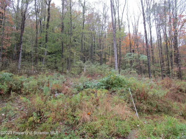a view of a forest with trees in the background
