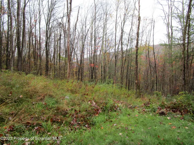 a view of three lush green forest