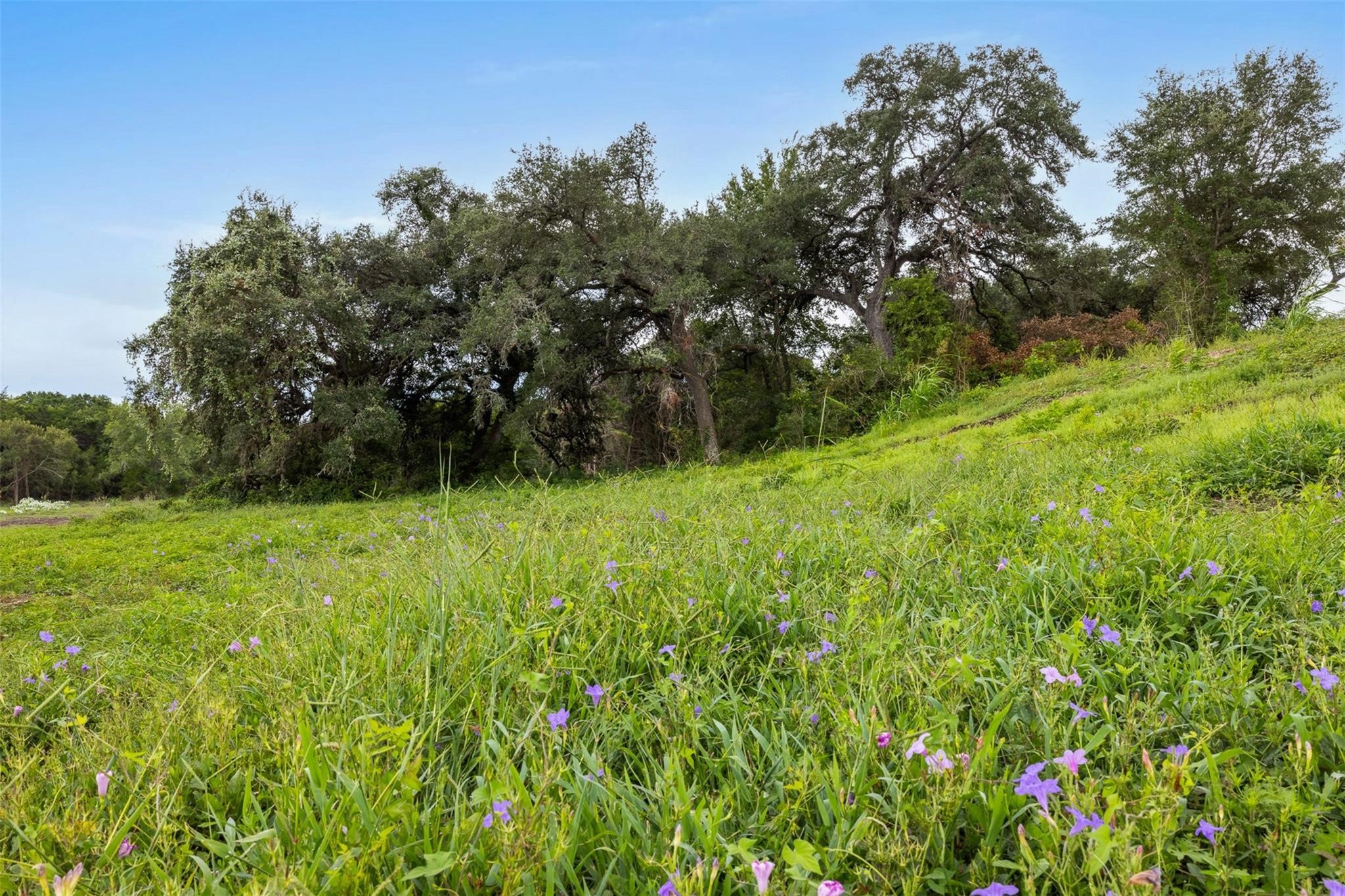 Lane-lot 14 Round Top, TX 78954 - Photo 3 of 9