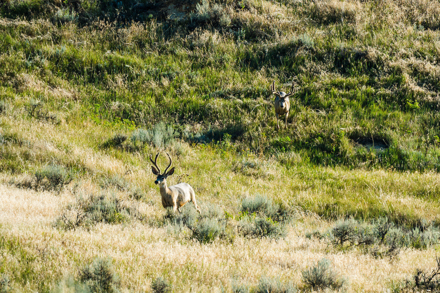 Sr Road, Unit /411 Wyarno, WY 82845 - Photo 35 of 39 054_dsc_3440_808