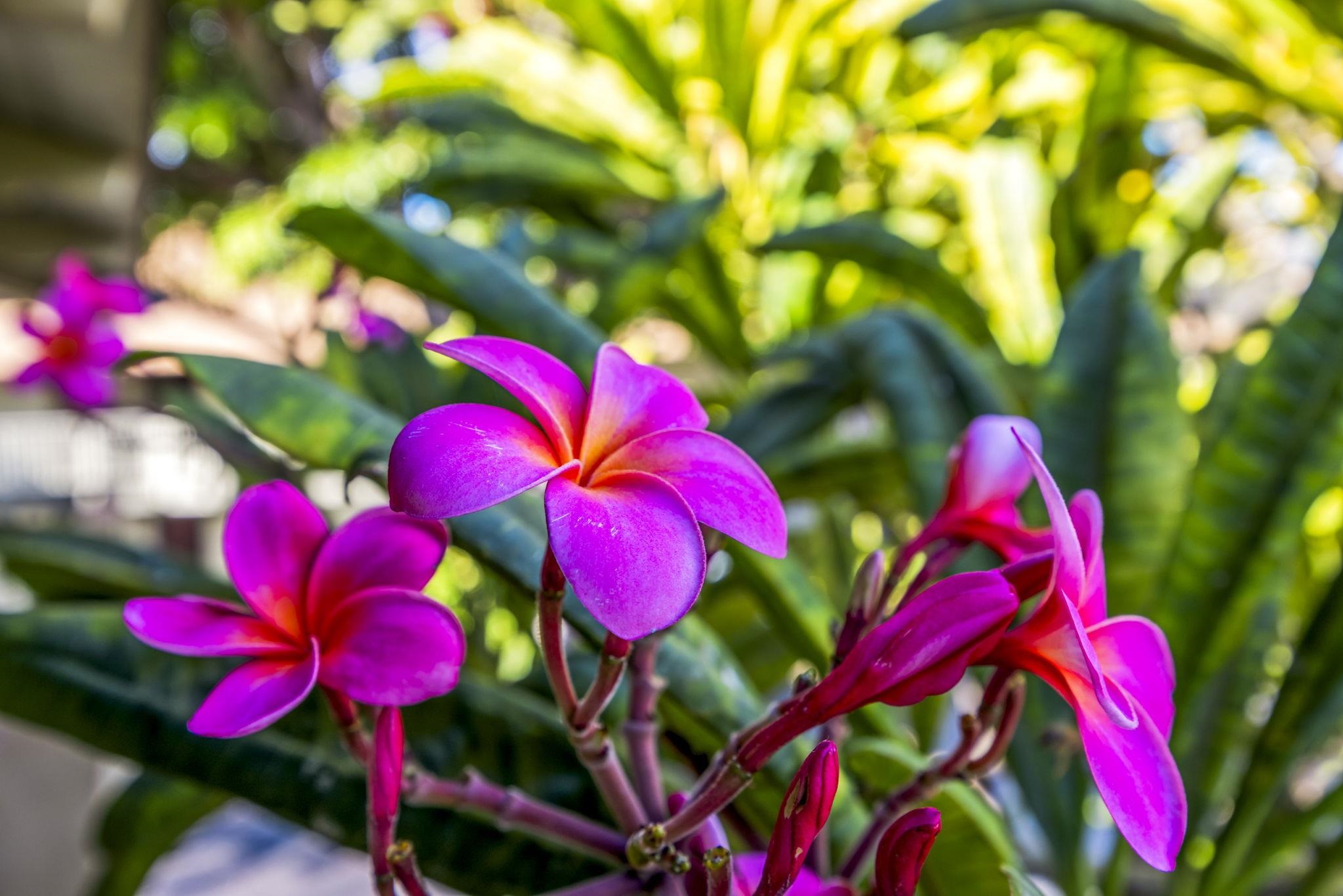 715 South Kihei Road, Unit 107 Kihei, HI 96753 - Photo 24 of 29 a view of a tree