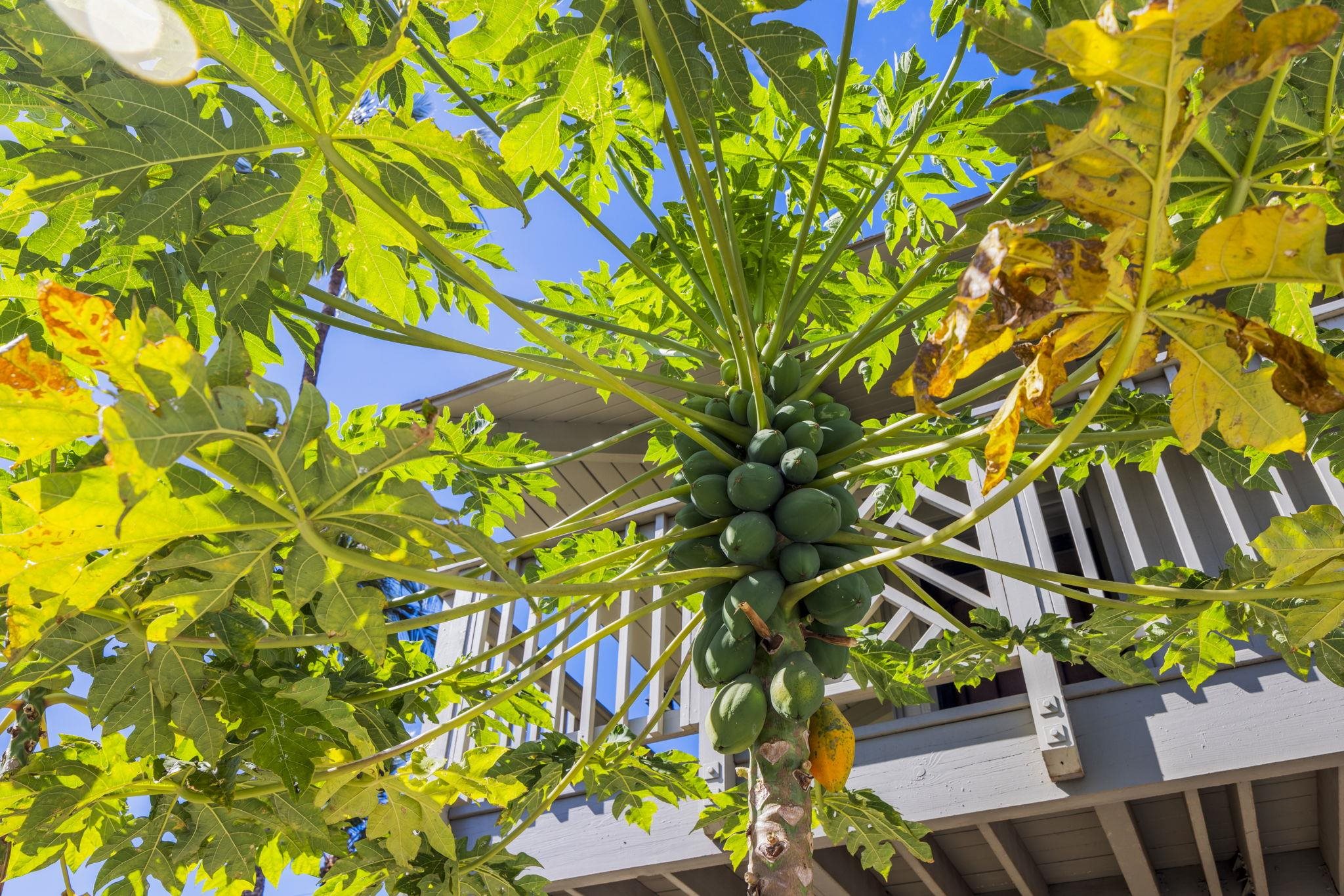 715 South Kihei Road, Unit 107 Kihei, HI 96753 - Photo 25 of 29 a view of a flower