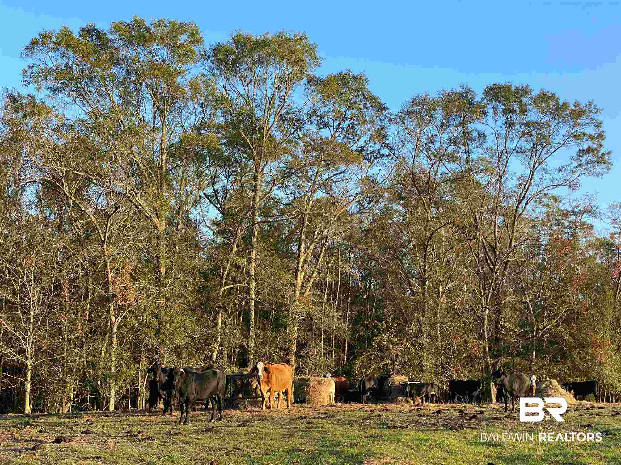 0 Country Road Fruitdale, AL 36539 - Photo 7 of 47