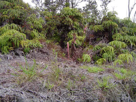 11-3222 Volcano Road Volcano, HI 96771 - Photo 2 of 2 a view of a yard