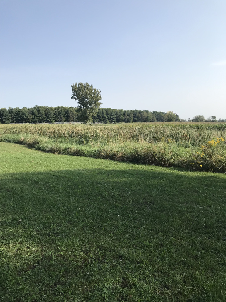 0 South Klemme Road Beecher, IL 60401 - Photo 4 of 6 a view of a grassy field with trees