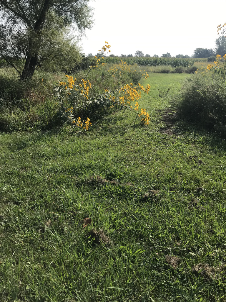 0 South Klemme Road Beecher, IL 60401 - Photo 5 of 6 a view of a green field with lots of bushes