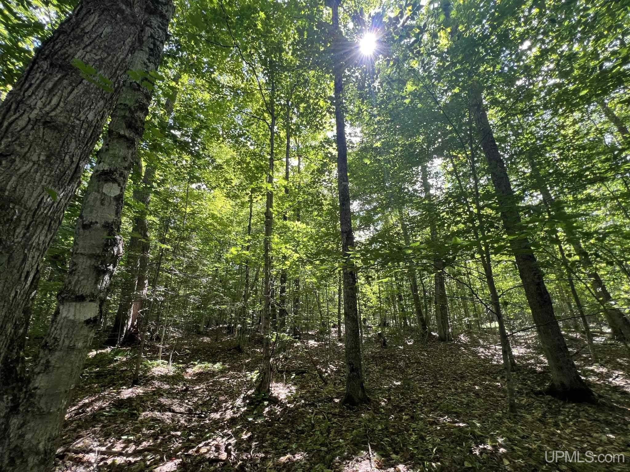 Lake Street Germfask, MI 49836 - Photo 21 of 36