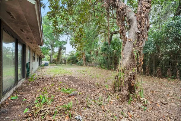 a view of a yard with plants and large trees