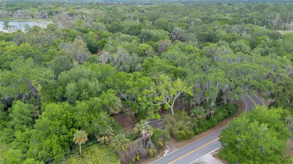 a view of a forest with a street