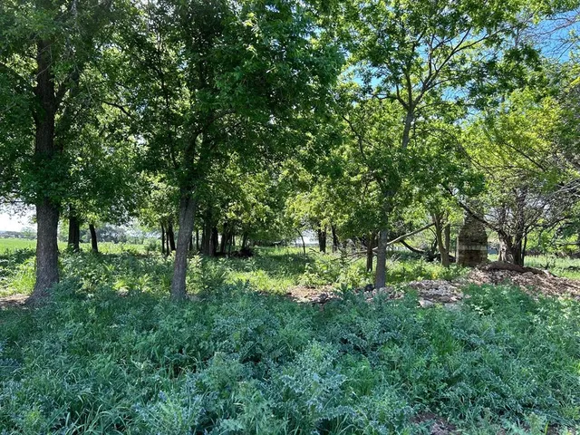 a view of a trees with a yard