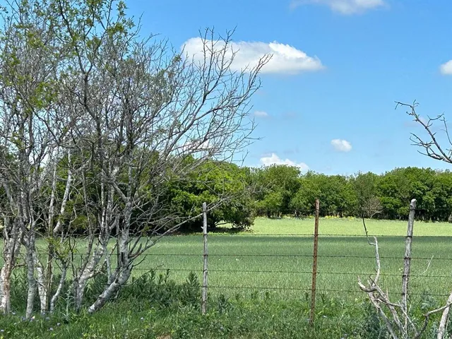 a view of a big yard with a large tree and a plants