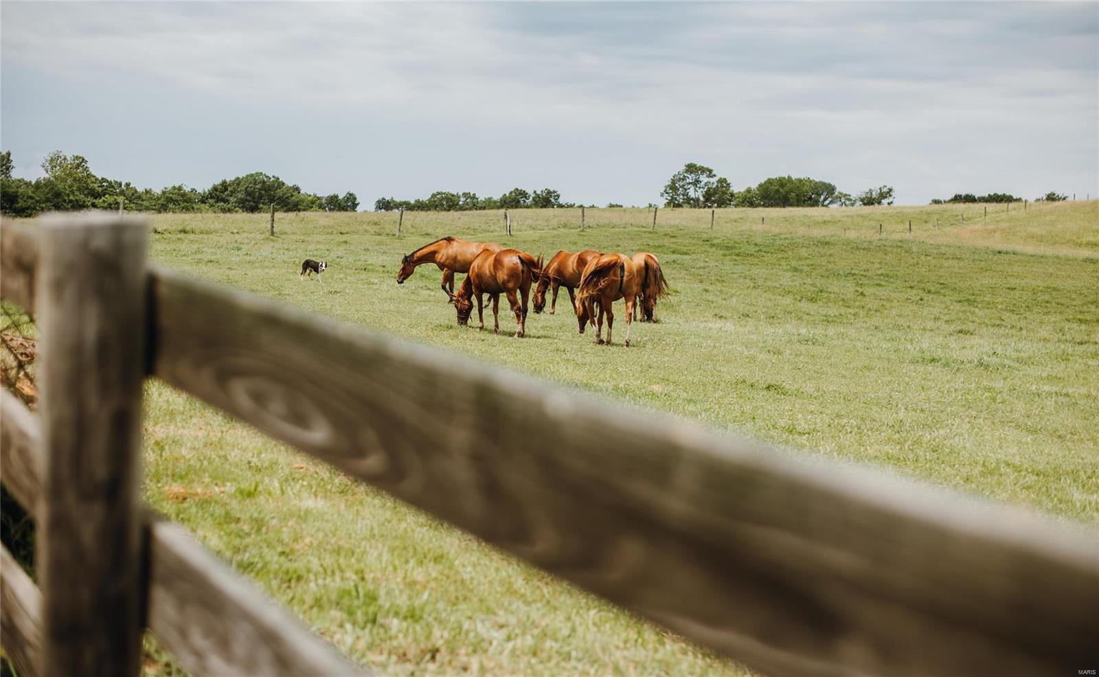 3155 New Saratoga Road Anna, IL 62906 - Photo 58 of 63