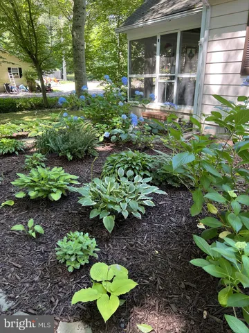 a view of a garden with large trees