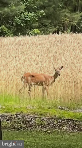 a view of a garden with a large tree