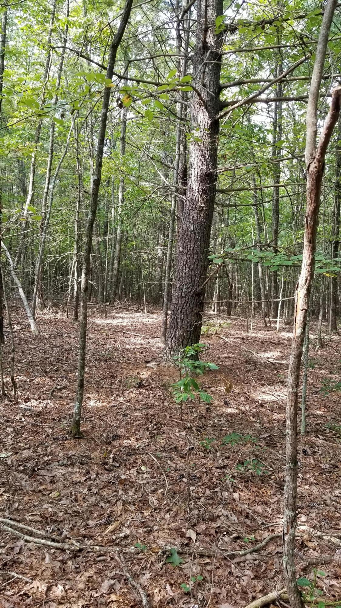 0 Falcon Ridge Road Rocky Mount, VA 24151 - Photo 8 of 19 8