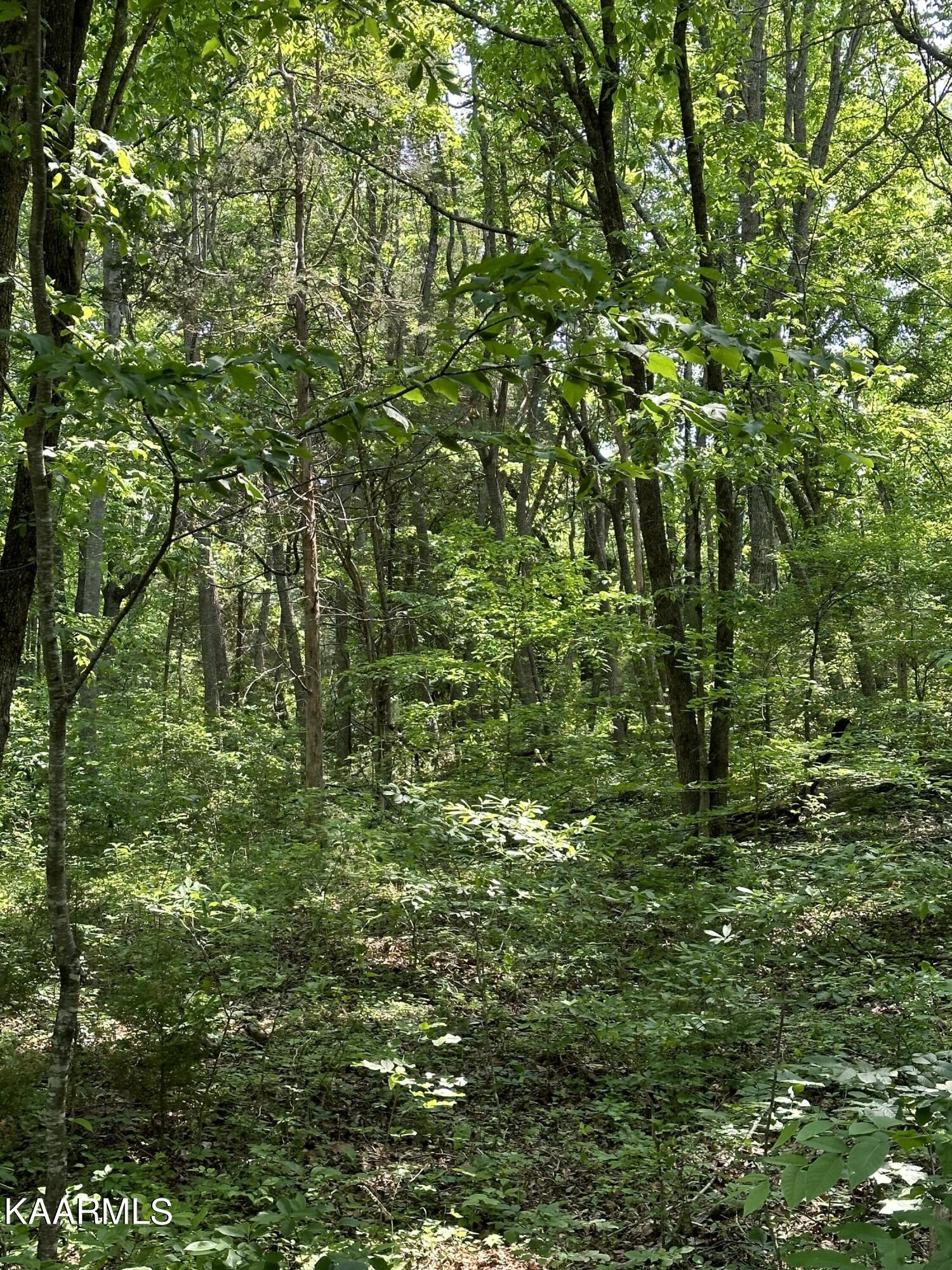 Tbd Oak Grove Road Harrogate, TN 37752 - Photo 5 of 9 A89588ED-4CD5-4848-AACF-4EF4A9FABCC3
