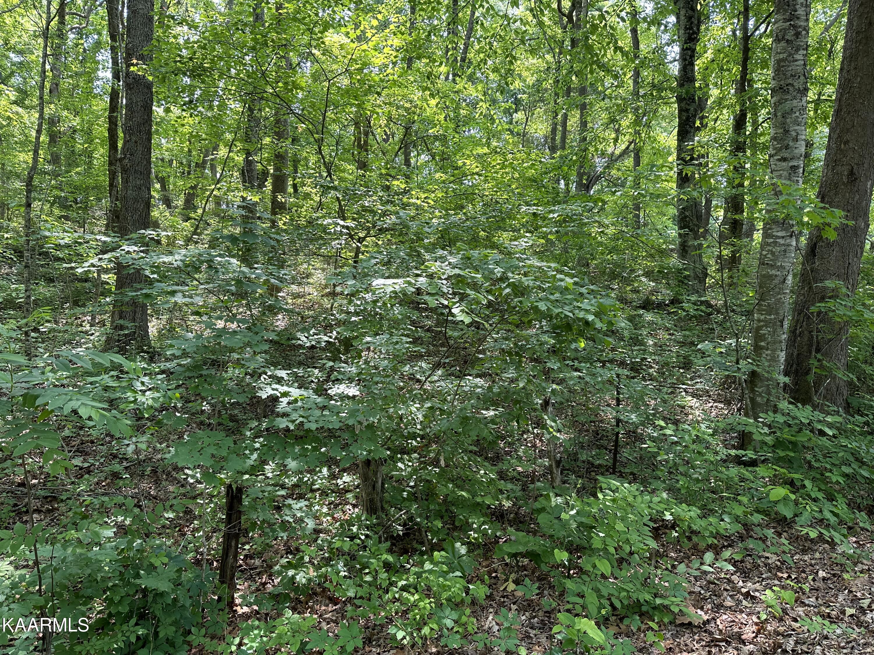 Tbd Oak Grove Road Harrogate, TN 37752 - Photo 6 of 9 D380E913-1FD8-4BFA-AD7B-A1ACAA4DE0B2