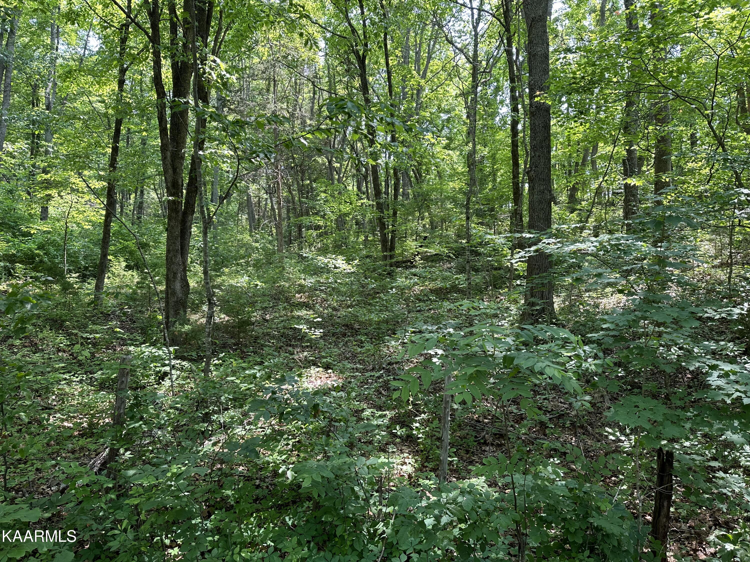 Tbd Oak Grove Road Harrogate, TN 37752 - Photo 9 of 9 77A22C72-BD59-4638-B64D-E914637D3383